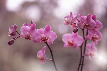 Storczyk - Orchidea - obrazy, fototapety, plakaty