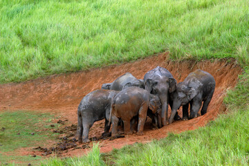 Elephants Asia