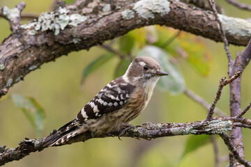 小枝につかまるキツツキ