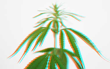 Cannabis marijuana plant leaf  on white background