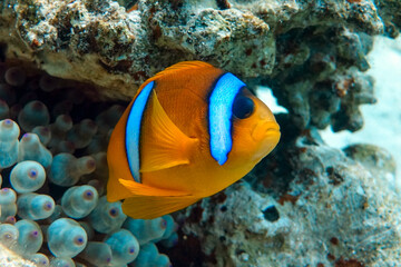 Obraz na płótnie Canvas Red Sea anemonefish - Red Sea clownfish (Amphiprion bicinctus)