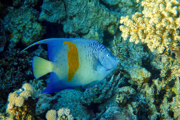 Naklejka na ściany i meble Yellowbar angelfish - coral fish, Red sea, Egypt