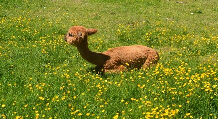 Portrait eines kleinen Alpaka auf der Weide  © Sigena