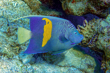 Naklejka na ściany i meble Yellowbar angelfish - coral fish, Red sea, Egypt