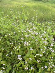 grass flower