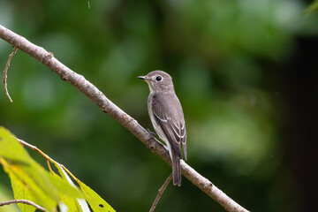 斜めの枝にとまるコサメビタキ