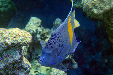 Obraz na płótnie Canvas Yellowbar angelfish - coral fish, Red sea, Egypt
