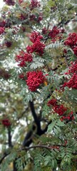 Naklejka premium Autumn. Clusters of red mountain ash.