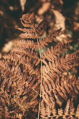 
Yellowed fern leaf on a blurred background. Dry fern leaf in the forest. Autumn tropical...