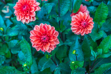 Gorgeous close up view of red dahlia  flower isolated on green background. Beautiful nature backgrounds.