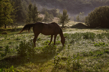 wild horses on a walk in the field