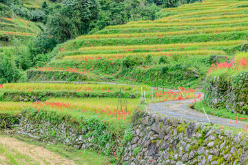 彼岸花とつづら棚田　福岡県うきは市　Cluster amaryllis and Tsuzura rice terraces Fukuoka-ken Ukiha city