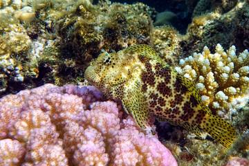 Stocky hawkfish - Red sea,coral reef, Egypt