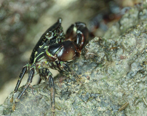 Crab seen up close 2