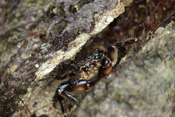 Crab seen up close 1