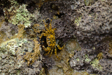 Yellow crab seen up close