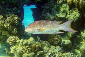 Yellow-edged lyretail, - Variola louti ,Red sea fish, Egypt