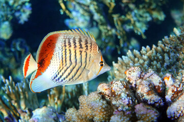 Fototapeta na wymiar Crown Butterflyfish- coral fish in Red Sea