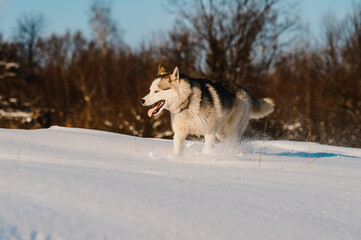 Fototapeta na wymiar Animal life in the wild, husky on a winter hunt.