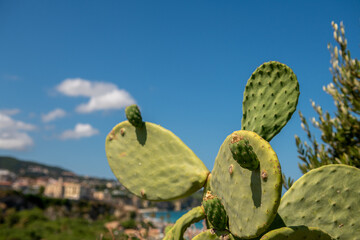 kaktus z owocnikami na tle błękitnego nieba - obrazy, fototapety, plakaty