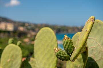 opuncja, kaktus ze zdrowymi i smacznymi wowcami