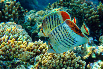 Obraz na płótnie Canvas Crown Butterflyfish- coral fish in Red Sea