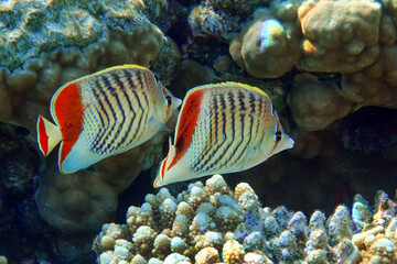 Crown Butterflyfish- coral fish in Red Sea