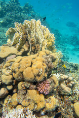 Naklejka na ściany i meble Colorful, picturesque coral reef at the bottom of tropical sea, fire and brain corals, underwater landscape