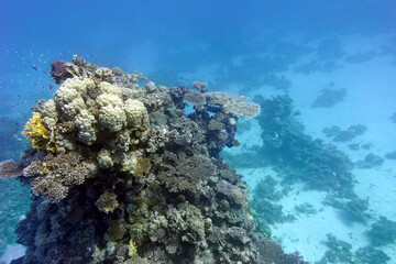 Naklejka na ściany i meble coral reef with hard corals at the bottom of tropical sea on blue water background