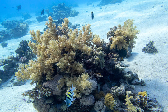 Colorful coral reef at the bottom of tropical sea, broccoli coral and sergeant major fishes, underwater landscape