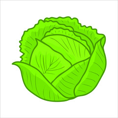 Green cabbage. Fresh and healthy food. Vegetarian nutrition. Organic ingredient for salad. Hand-drawn vector illustration