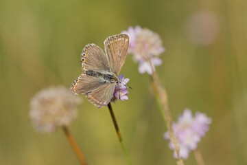 butterfly on a flower