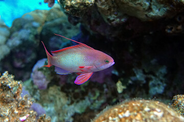 Male Lyretail anthias fish in Red sea - coral reef