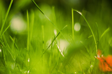 Natural green bokeh of grass, blurred out of focus background. Dark summer sunlight defocus from lawn. Abstract beautiful backdrop for text or advertising. Green leaves