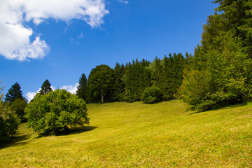 Pasture and trees in the bavarian alps