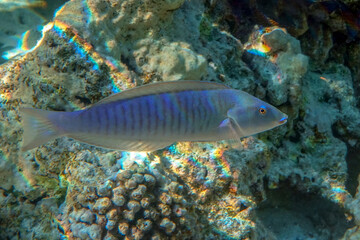 Fototapeta premium Ring wrasse or Ringed slender wrasse (Hologymnosus annulatus) - coral fish Red sea Egypt 