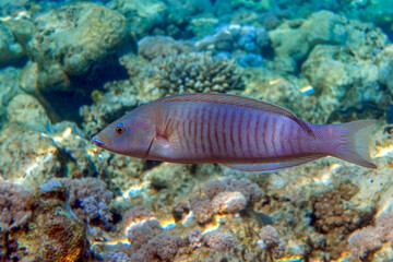 Obraz na płótnie Canvas Ring wrasse or Ringed slender wrasse (Hologymnosus annulatus) - coral fish Red sea Egypt 