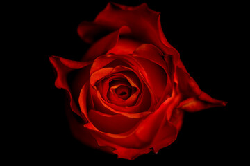 A beautiful rose in a dark room
