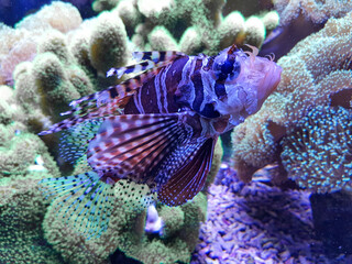 Zebra Lionfish (in german Zebra-Feuerfisch) Dendrochirus zebra