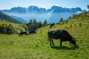 Mucche al pascolo con le dolomiti di brenta sullo sfondo.