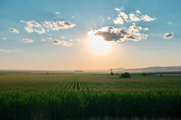 Sun rises above agricultural field during sunset and sun is over the sunflower field