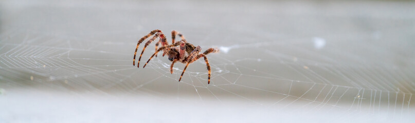 Spider over the spiderweb against white background