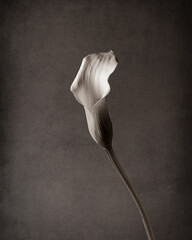 calla lily on a black background. Monochrome picture. select focus.