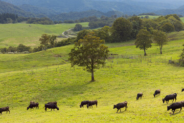高原牧場の牛たち