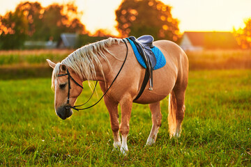 Beautiful palomino horse with white mane grazes on the lawn and eats green grass at sunset - obrazy, fototapety, plakaty