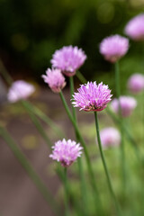 Purple chives plant in summer garden. Healthy herb flowers. Chive blossom in back light. Select focus.