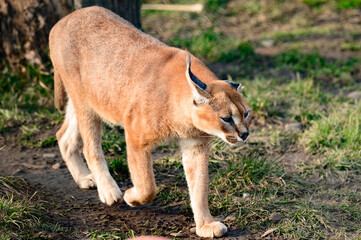 Close up of a caracal, a rare species of cat.