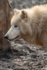 Animal life in a zoo, white and predatory wolves.