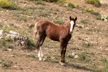 Young Bay Colt Wild horse mustang in the Pryor Mountains wild horse refuge on the border of Montana...