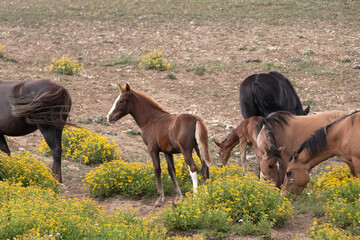 Bay colored Colt with Wild horse mustang herd in the Pryor Mountains wild horse refuge on the...
